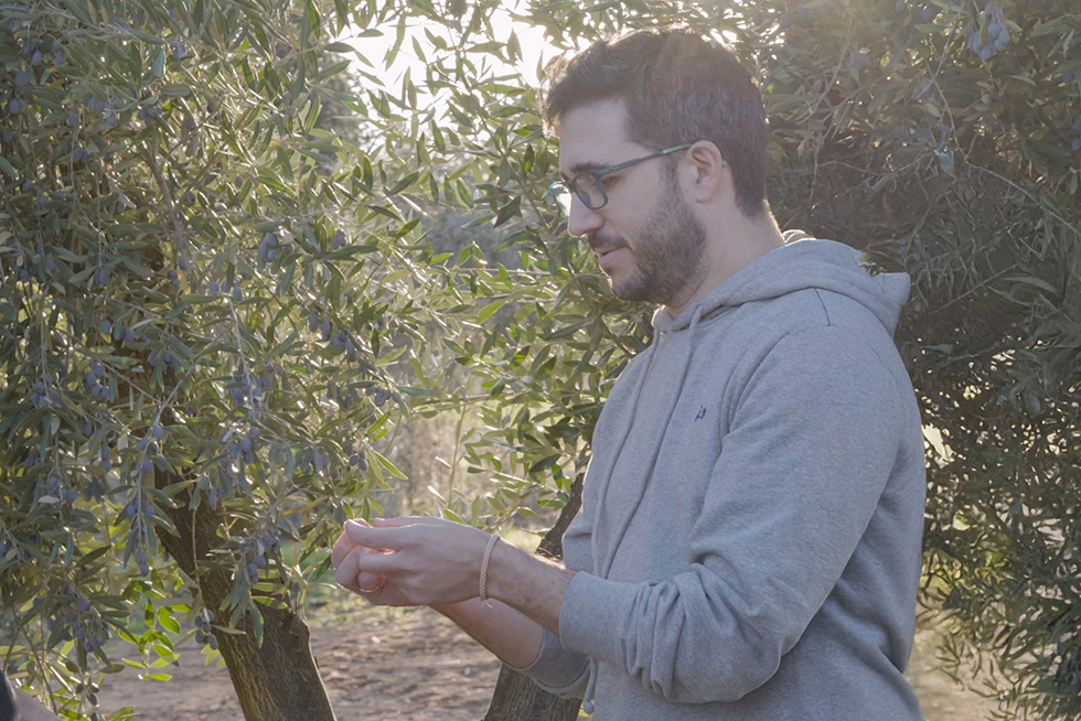 Felipe San Juan, R&D Manager Ingredients & Fragrance Performance at Eurofragance, harvesting olives from a tree for Olivante.