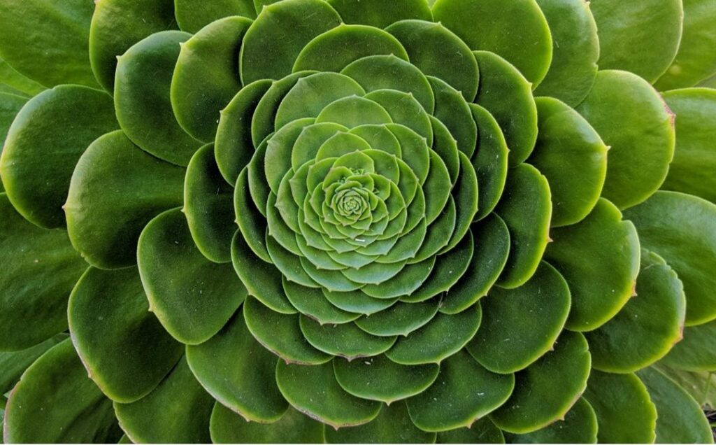 Succulent plant with spiral green leaves