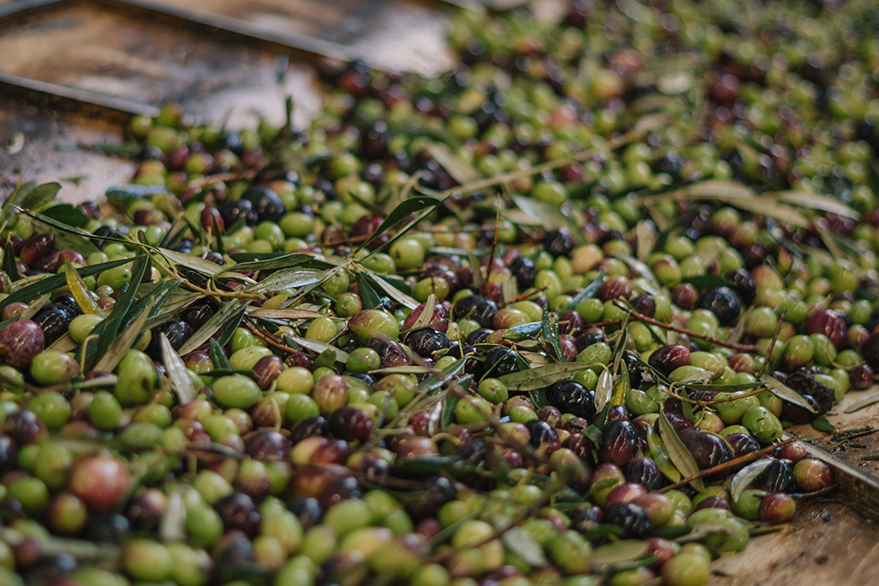 Spanish olives harvest for Olivante captive
