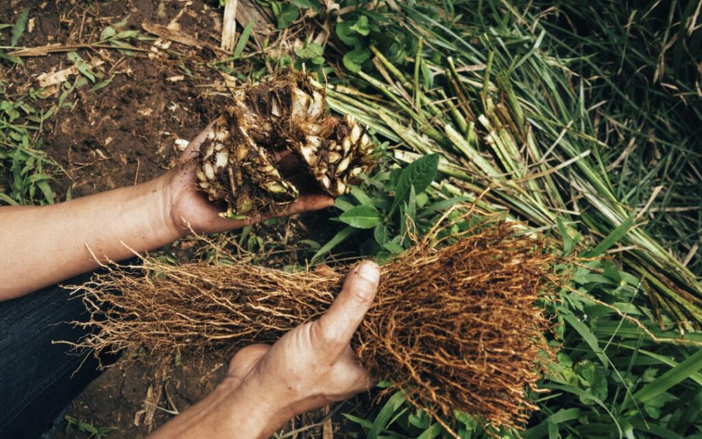Hands holding vetiver roots and grass