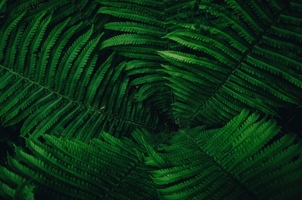Lush green fern leaves overlapping each other.