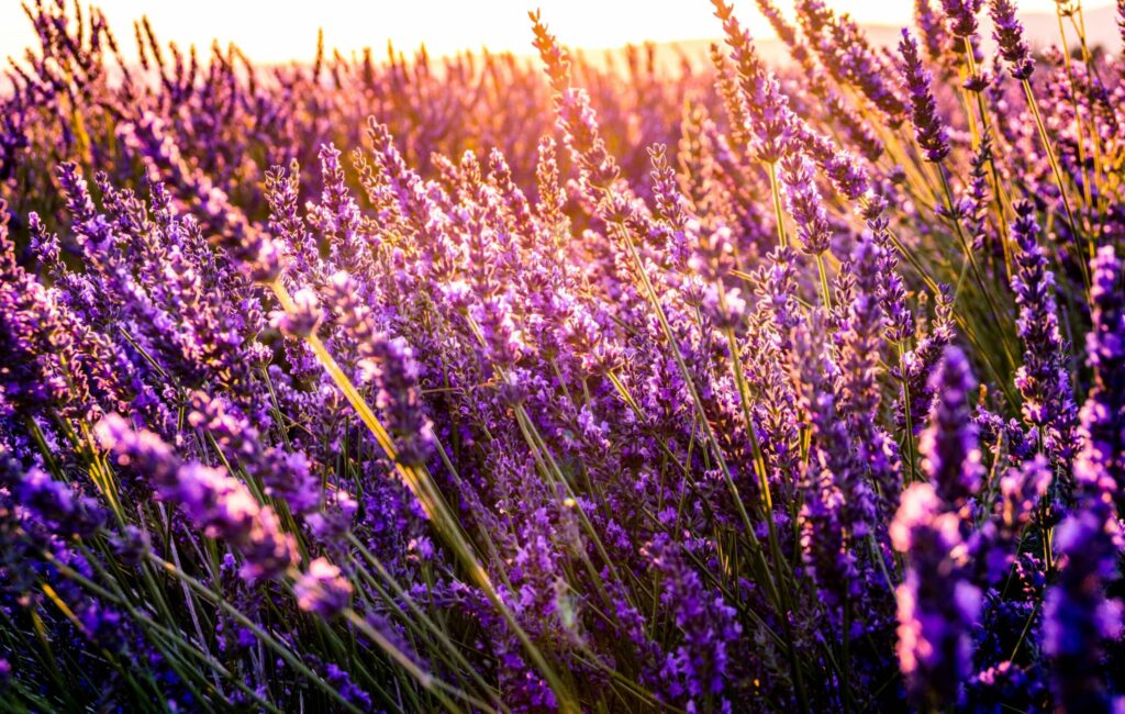 Lavender field at sunset, vibrant colours.