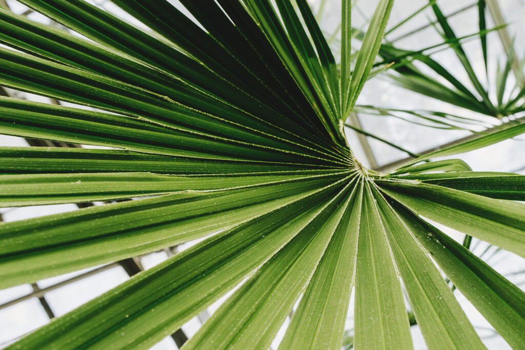 Close-up of green palm leaves