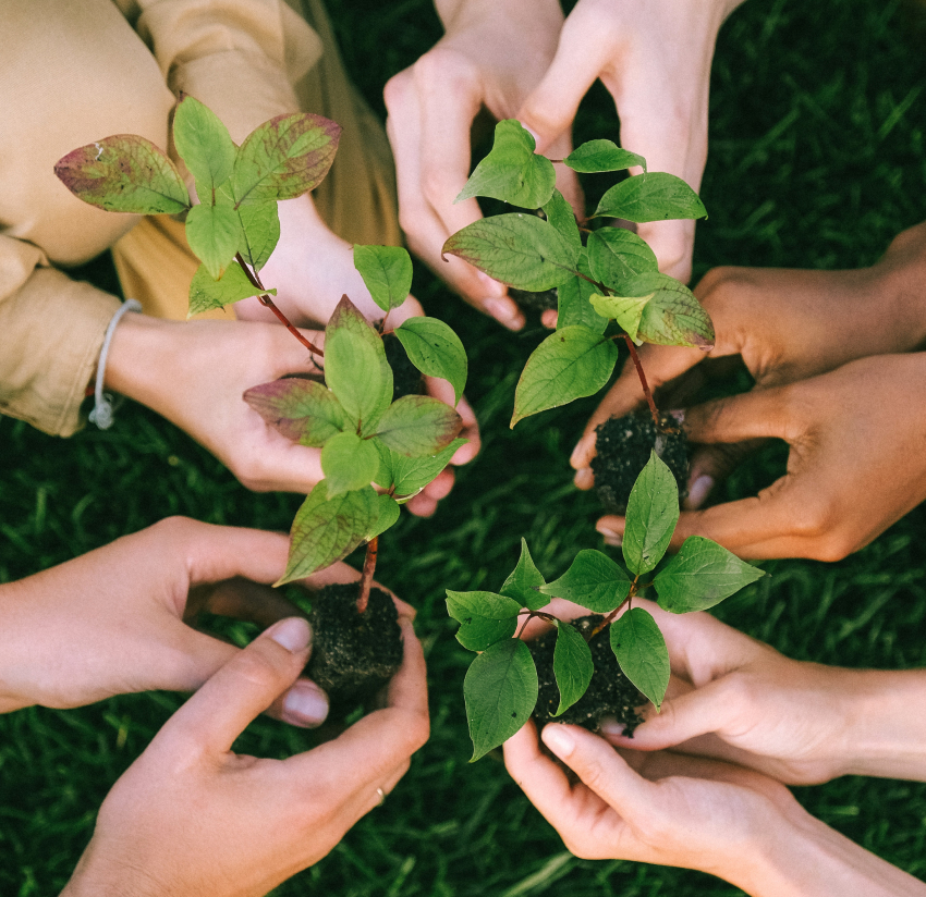 Hands holding young green plants.