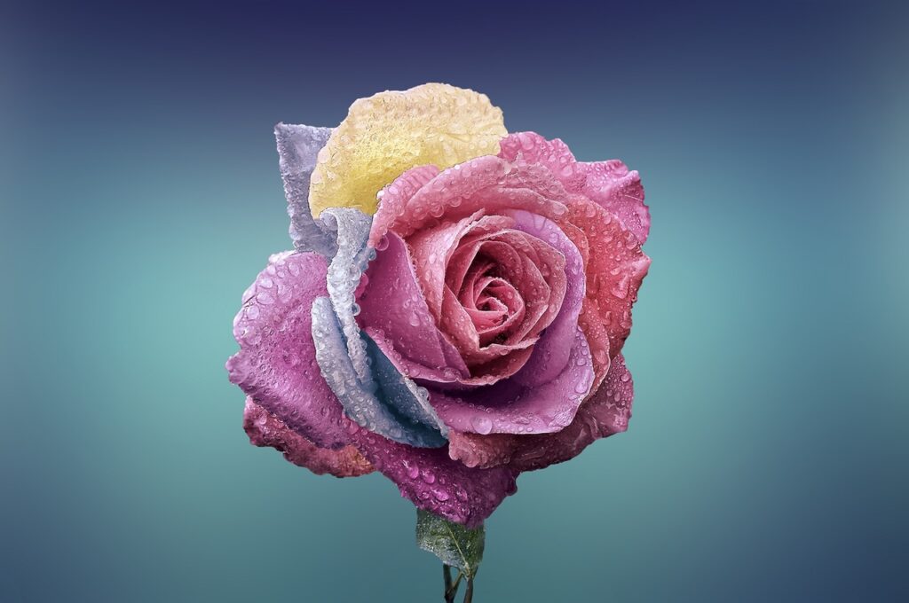 Vibrant rose with water droplets and petals of different shades