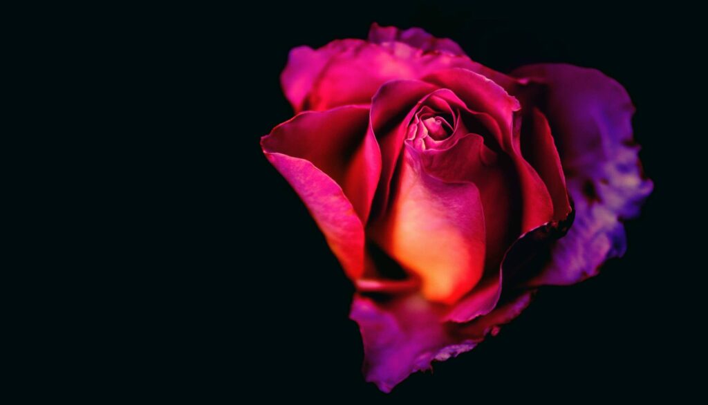 Vibrant rose against dark background.